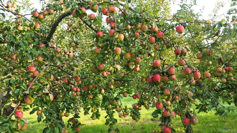 Die perfekte Nachbarschaft: Der Apfelbaum am Gartenteich