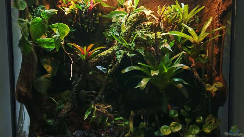 Staunässe im Terrarium vermeiden: Tipps und Tricks für ein gesundes Habitat
