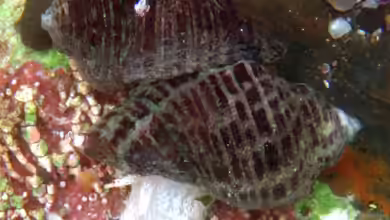 Acanthinucella punctulata im Aquarium halten