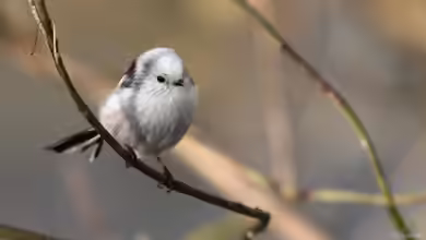 Aegithalos caudatus im Garten