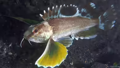 Apistus carinatus im Aquarium halten