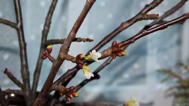 Barbarazweige. Ein fast vergessenes Brauchtum