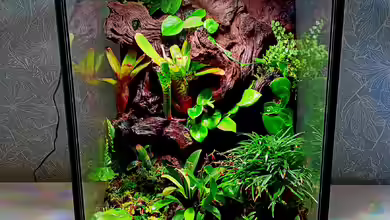 Green Cube von Junglist