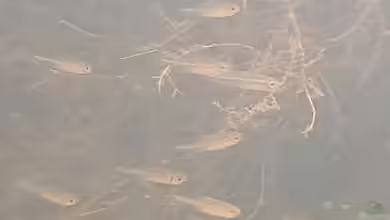 Hoplocharax goethei im Aquarium halten