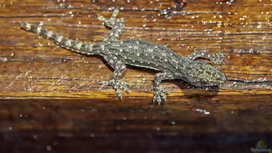 Jungfern-Halbfingergecko - Hemidactylus garnotii: Haltung, Lebensraum und Pflege im Terrarium