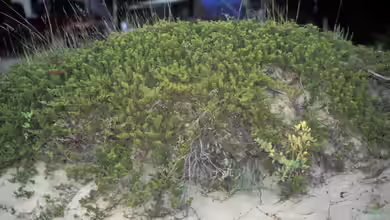 Juniperus horizontalis im Garten pflanzen