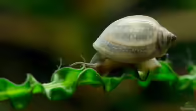 Können es zu viele Schnecken im Gartenteich werden?