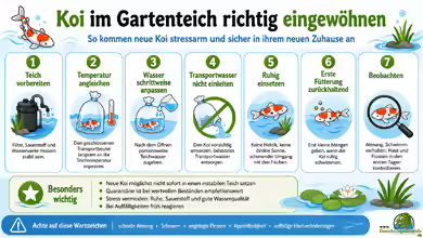 Koi im Gartenteich richtig eingewöhnen