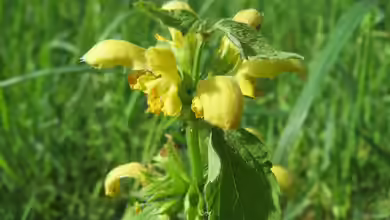 Lamium galeobdolon im Garten pflanzen