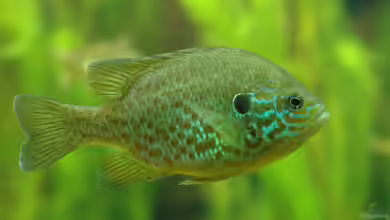 Lepomis gibbosus im Gartenteich halten