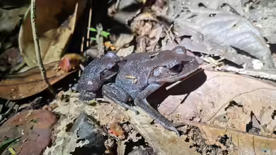 Leptobrachium hendricksoni im Terrarium halten