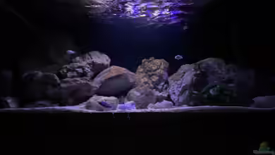 Malawi Reef 2.0 von Jean-Paul Ambord