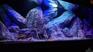 Malawibiotop von Sven Meyer