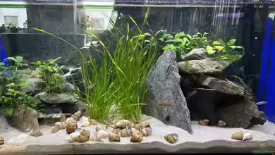 Mein Tanganjikasee von Mamba