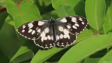 Melanargia galathea im Garten