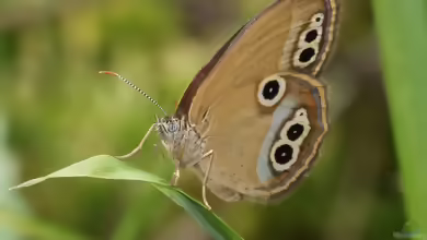 Moor-Wiesenvögelchen: Coenonympha oedippus im Garten