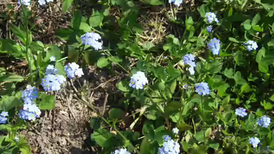 Myosotis sylvatica im Garten pflanzen