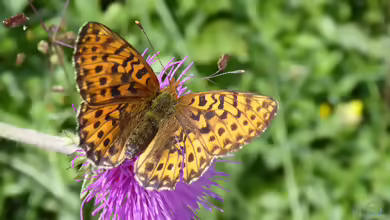 Natterwurz-Perlmutterfalter: Boloria titania im Garten