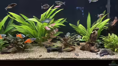 Neuguinea von herkla