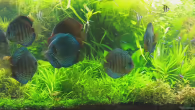 On The Riverbank von @mazonas