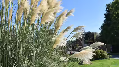 Pampasgras: Ein Highlight im Garten oder eine problematische invasive Art?