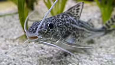Pimelodus pictus im Aquarium halten