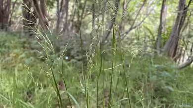 Poa nemoralis im Garten pflanzen