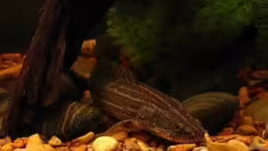 Polypterus lapradei im Aquarium halten