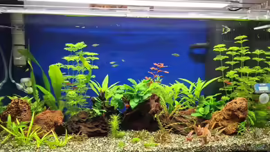 Projekt 2025 von ernst11