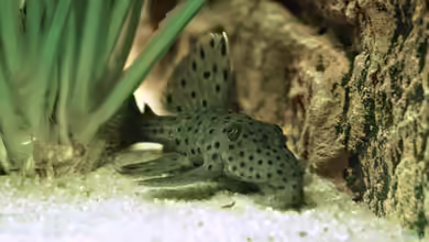 Pseudacanthicus spinosus im Aquarium halten