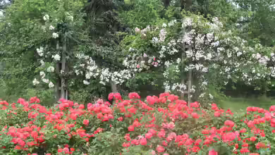 Queen Mary´s Rose Gardens in London - Das berühmte Rosengarten-Paradies im Herzen des Regent’s Park