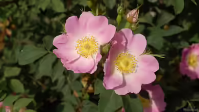 Rosa pendulina im Garten pflanzen