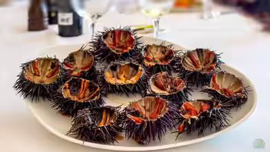 Seeigel - Nicht nur beliebte Aquarientiere, sondern auch eine Delikatesse