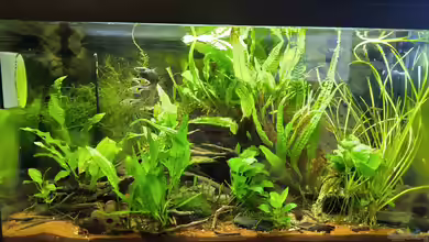 Shrimps & Fish ehemals CPO & Garnelen von HOTU