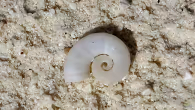 Spirula spirula im Aquarium halten