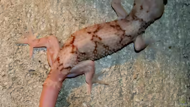 Sri-Lanka-Halbfingergecko - Hemidactylus depressus: Haltung, Lebensraum und Pflege im Terrarium