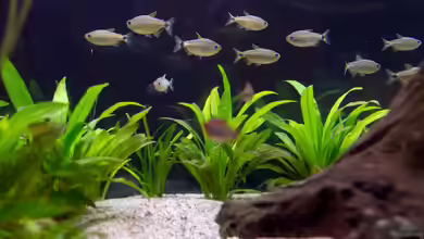 Südamerikanische Salmler: Das sind die optimalen Schwarmgrößen