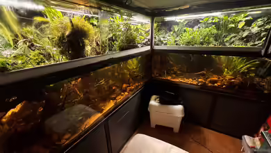 Wohnzimmeraquarium im Keller von cws