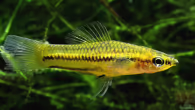 Xiphophorus pygmaeus im Aquarium halten