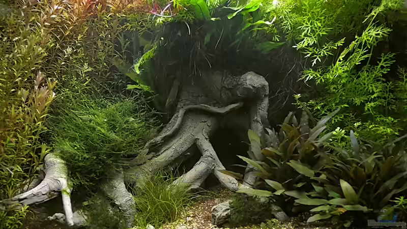 Aquarium 46 Tage nach der Einrichtung Aquarium 46 Tage nach der Einrichtung