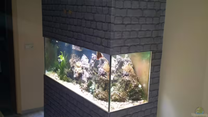 Aquarium Hauptansicht von 450l Meerwasser Aquarium Hauptansicht von 450l Meerwasser