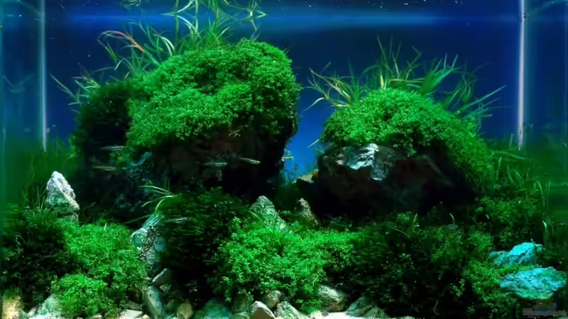 Aquarium Hauptansicht von A rolling stone gathers no moss Aquarium Hauptansicht von A rolling stone gathers no moss