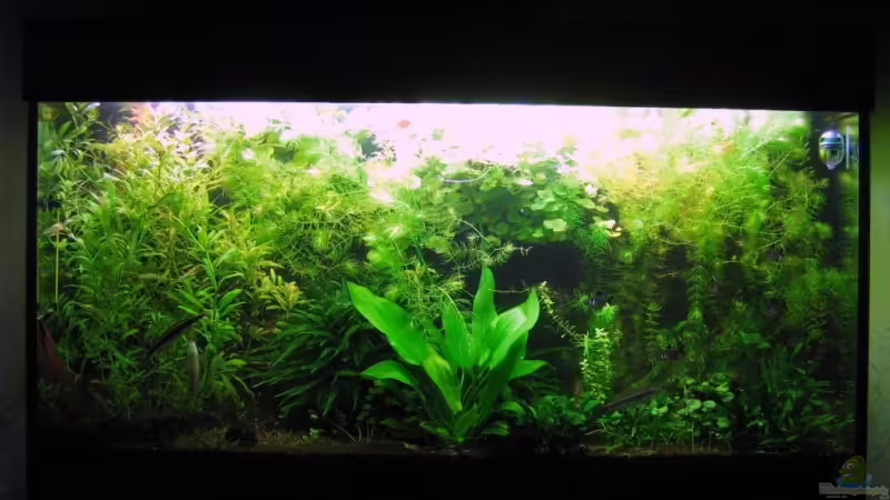 Aquarium Hauptansicht von Amazonas Aquarium Hauptansicht von Amazonas