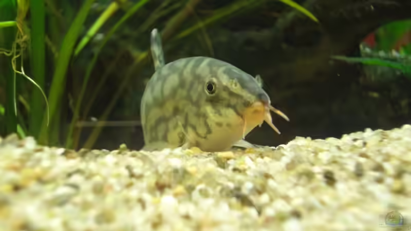 Aquarium Hauptansicht von AQA (nur noch als Beispiel) Aquarium Hauptansicht von AQA (nur noch als Beispiel)