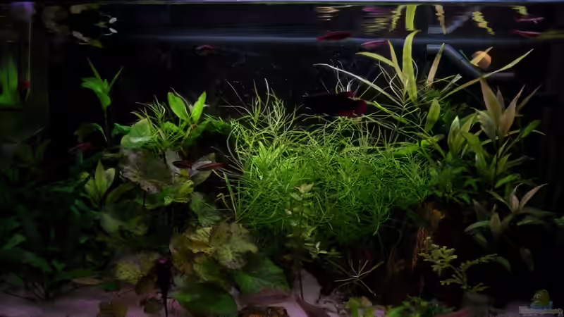 Aquarium Hauptansicht von Asiatische grüne Hölle (Nicht mehr existent) Aquarium Hauptansicht von Asiatische grüne Hölle (Nicht mehr existent)