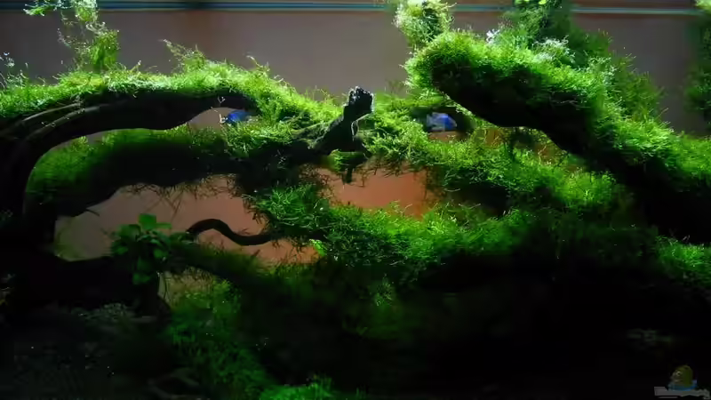 Aquarium Hauptansicht von Bachlauf im Tiefsten Jungle /Nur noch Beispiel Aquarium Hauptansicht von Bachlauf im Tiefsten Jungle /Nur noch Beispiel