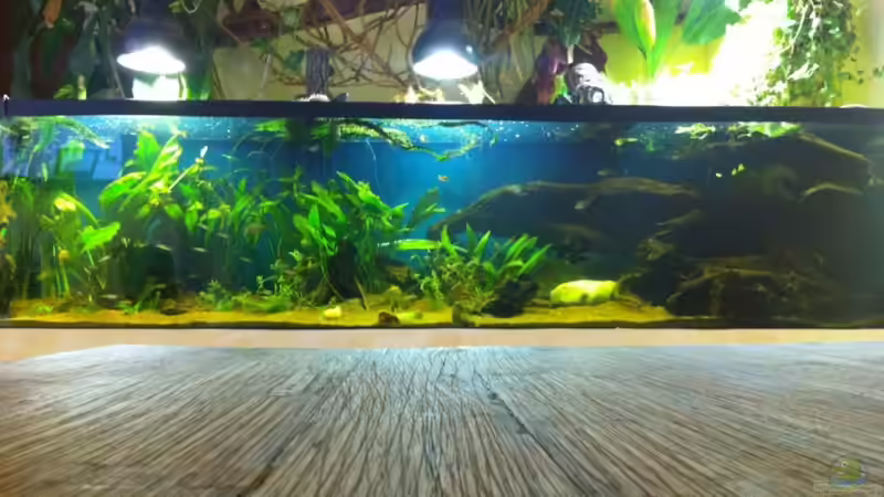 Aquarium Hauptansicht von Becken 17461 Aquarium Hauptansicht von Becken 17461