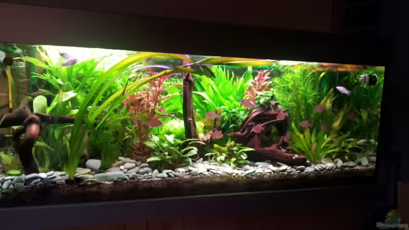 Aquarium Hauptansicht von Becken 17802 Aquarium Hauptansicht von Becken 17802