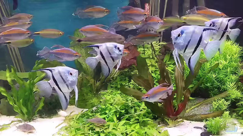 Aquarium Hauptansicht von Becken 30620 - Innerer Frieden Aquarium Hauptansicht von Becken 30620 - Innerer Frieden