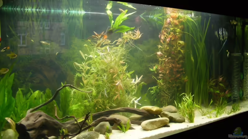 Aquarium Hauptansicht von Becken 5133 Aquarium Hauptansicht von Becken 5133